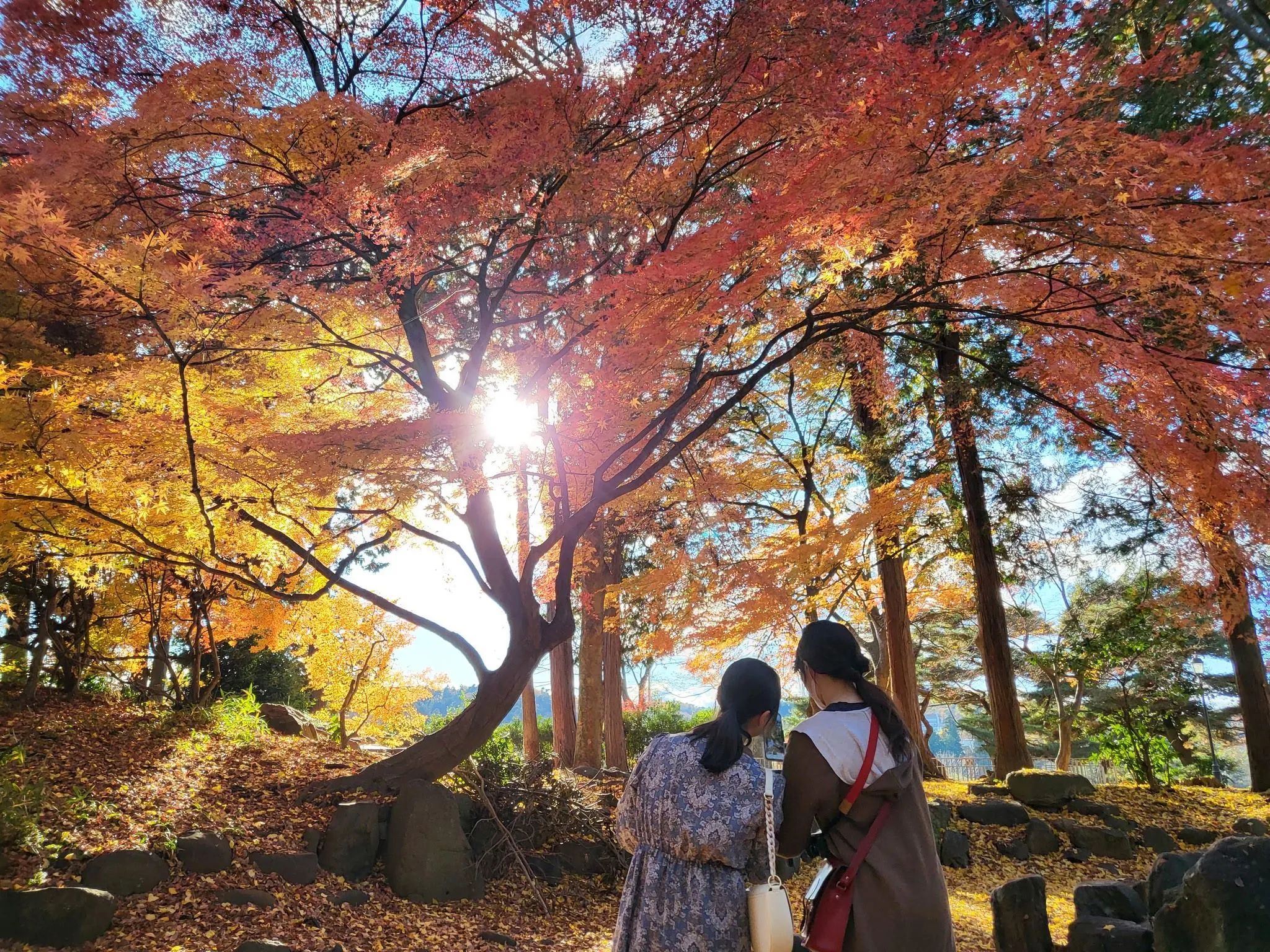 🌳 고토다이 공원(코토다이 코엔) 이미지 1